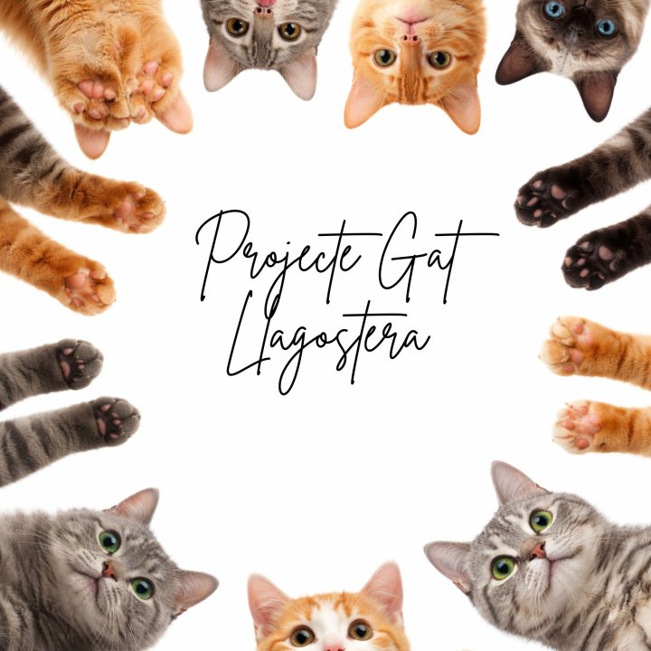 Projecte Gat Llagostera